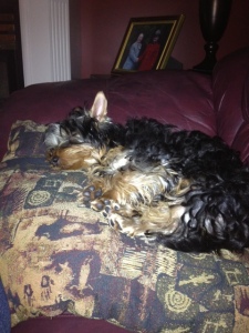 Maggie's not dead.  Just sleeping.  I know.  Drama Queen! 