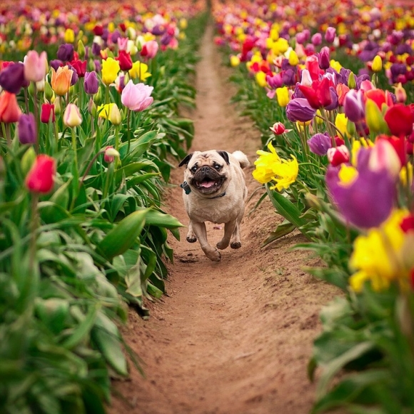 l-amazing-photo-pug-and-tulips